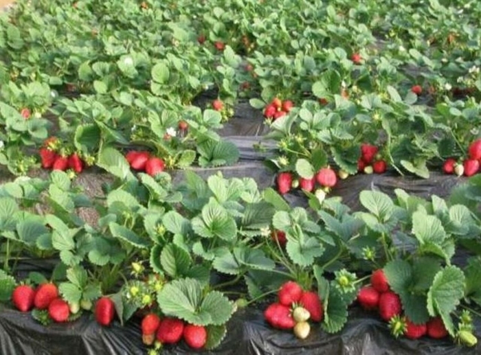 Клубника елизавета ремонтантная