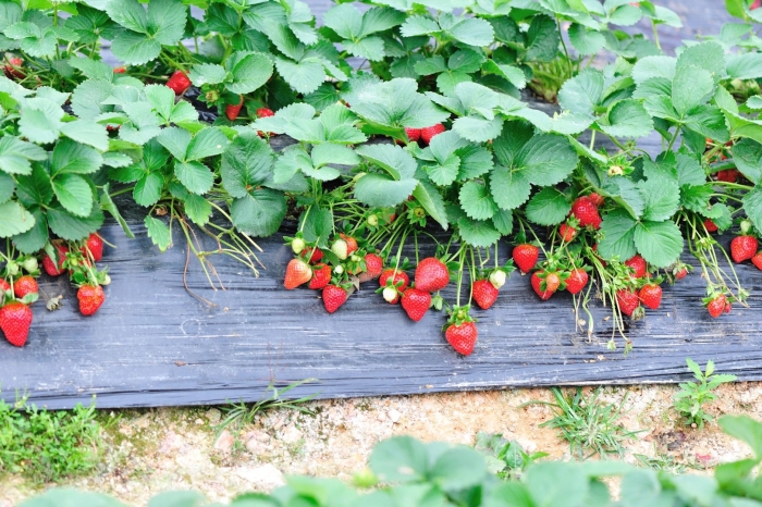 Клубника альба ремонтантная