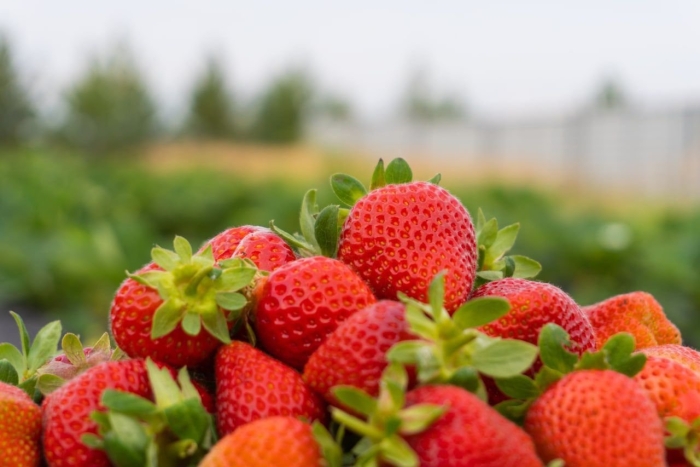 Клубника крупная