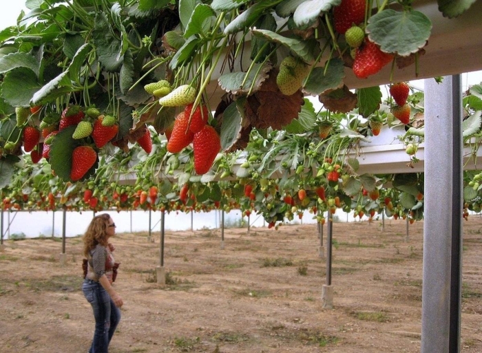 Клубника гидропоника израиль