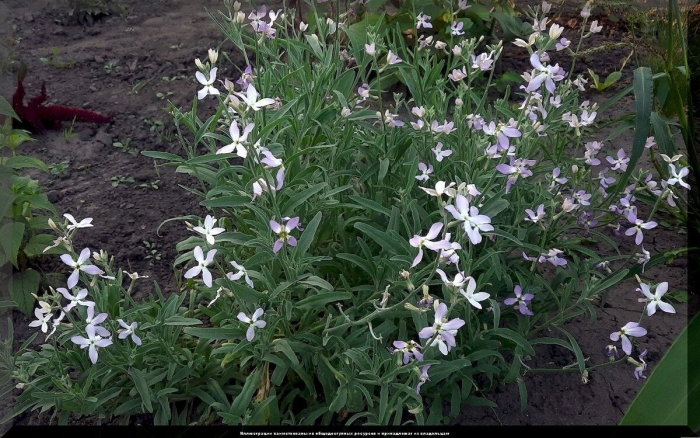 Маттиола двурогая ночная фиалка