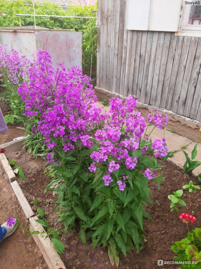 Вечерница матроны