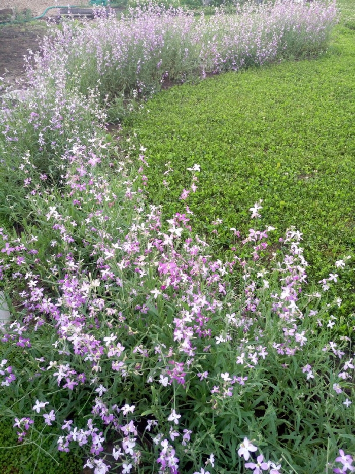 Маттиола двурогая вечерний аромат