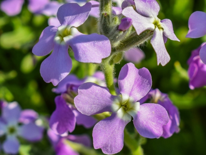 Маттиола двурогая ночная фиалка