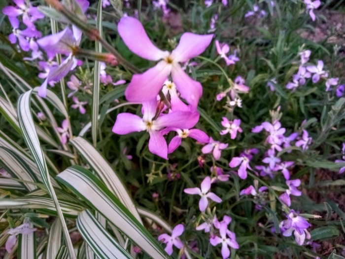 Цветы маттиола двурогая