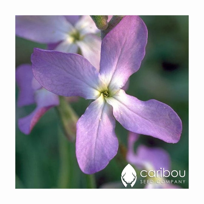 Ночная фиалка маттиола