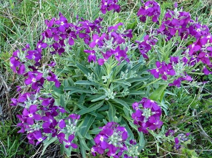 Маттиола левкой двурогий