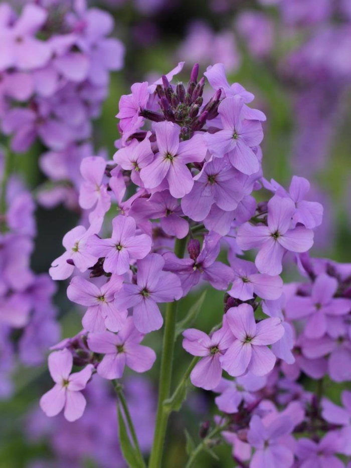 Вечерница матроны ночная фиалка