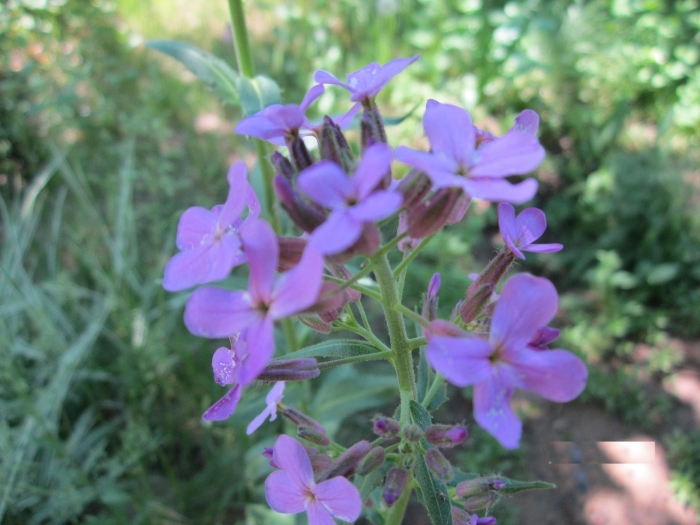 Вечерница матроны (гесперис).