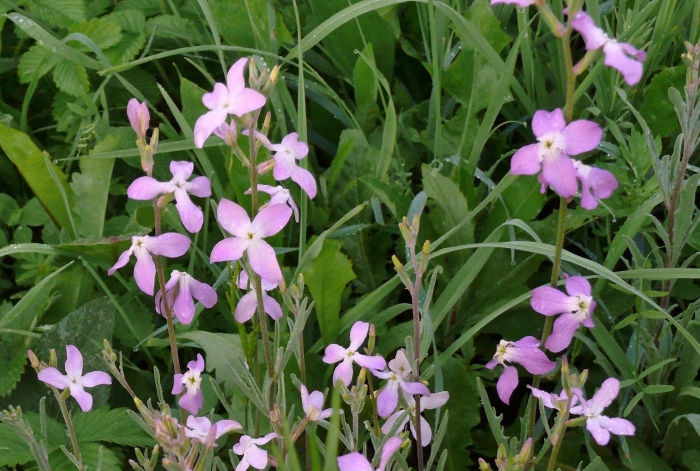 Ночные фиалки