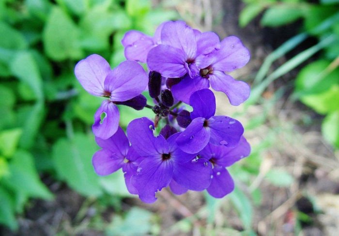 Вечерница матроны ночная фиалка