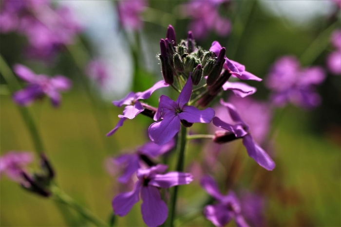 Цветы маттиола двурогая