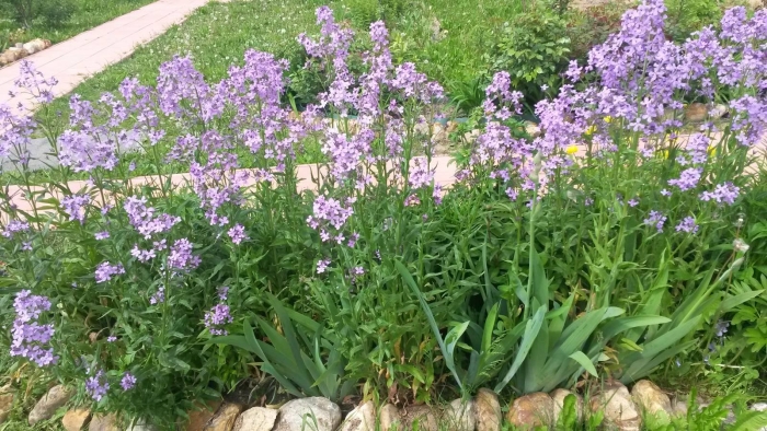 Вечерница матроны гесперис