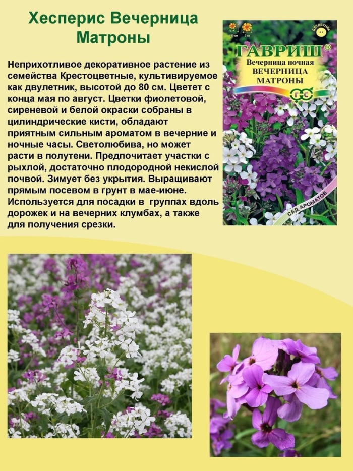 Вечерница матроны смесь окрасок