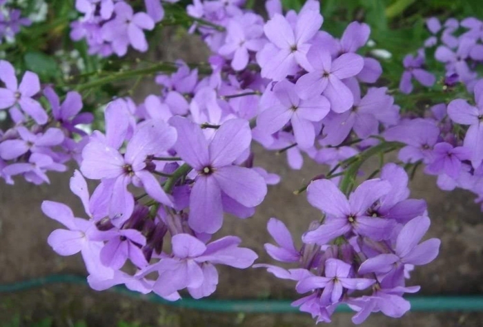 Хесперис вечерница матроны