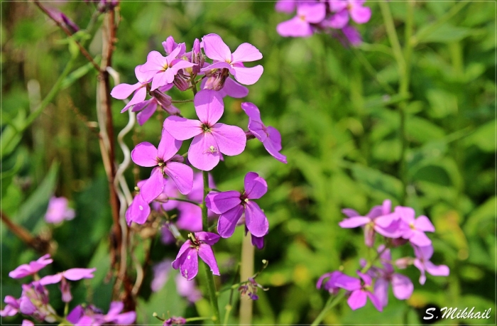 Ночная фиалка растение