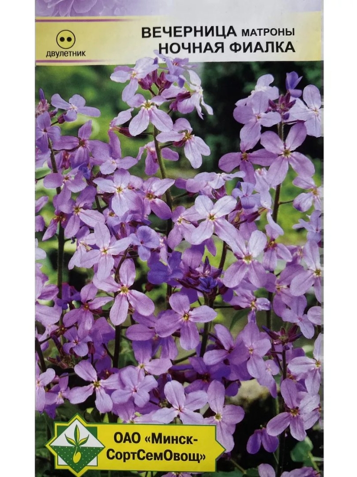 Хесперис вечерница матроны фиолетовая