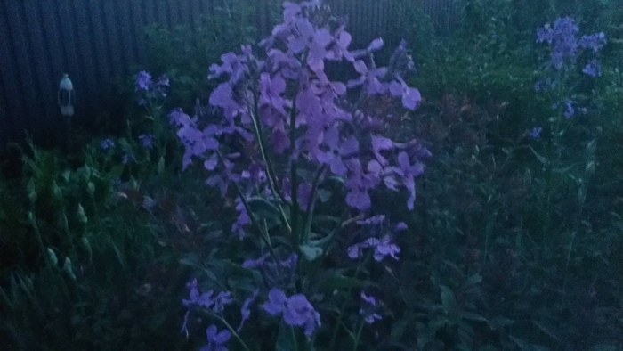 Вечерница матроны ночная фиалка