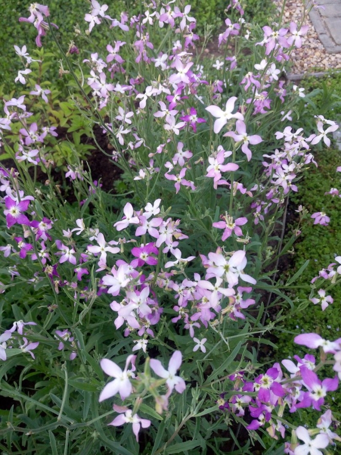 Маттиола двурогая ночная фиалка