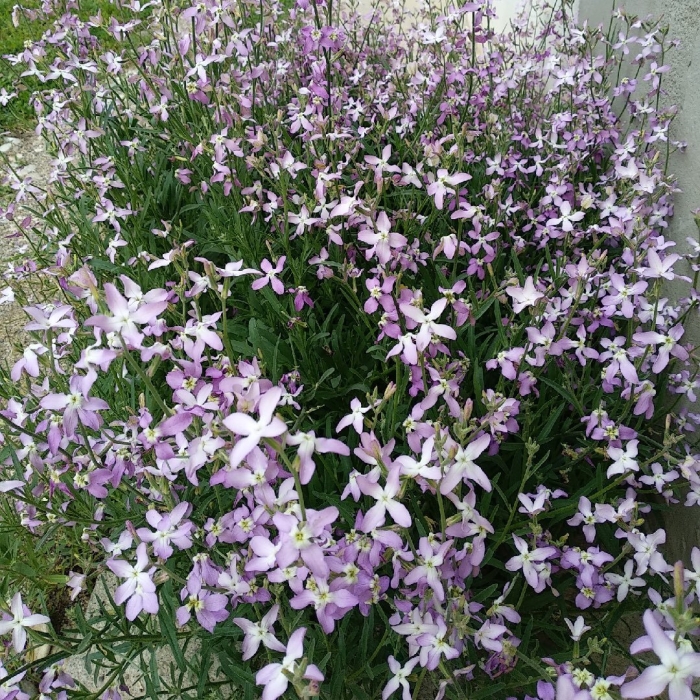 Маттиола двурогая ночная фиалка