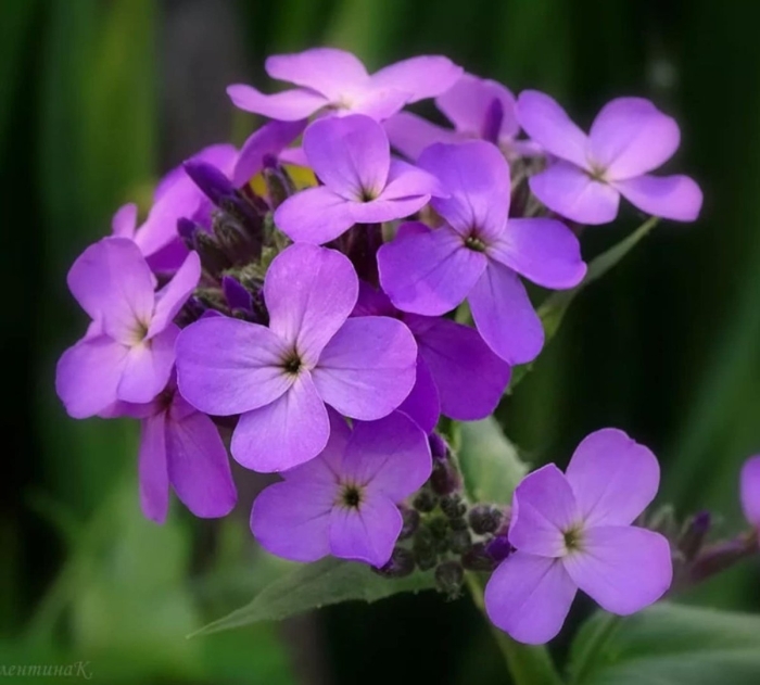 Вечерница ночная фиалка (hesperis matronalis)