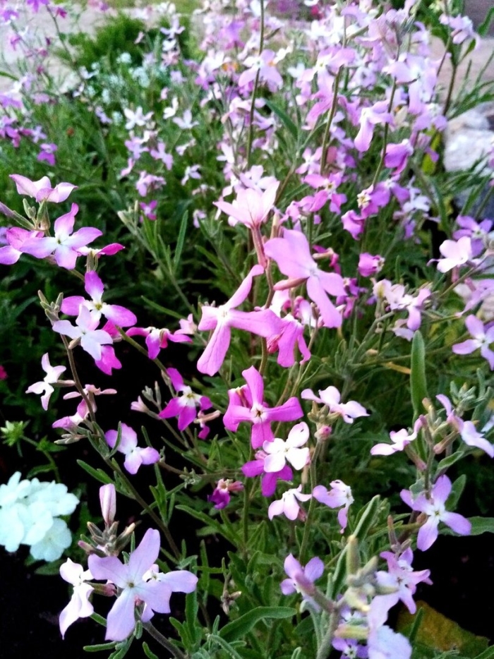 Маттиола двурогая ночная фиалка