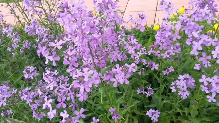 Маттиола двурогая ночная фиалка