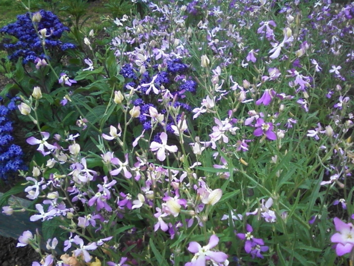 Маттиола двурогая ночная фиалка