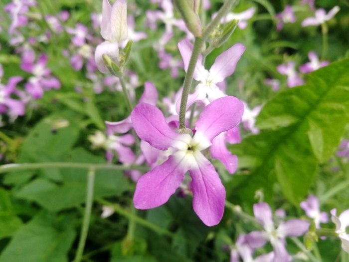 Маттиола двурогая ночная фиалка