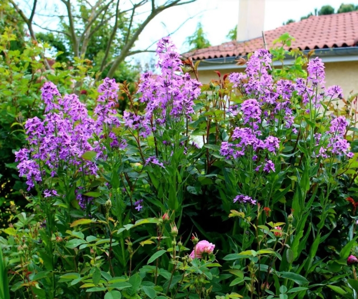 Вечерница матроны