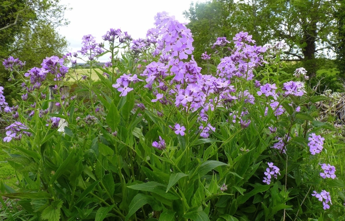 Хесперис вечерница матроны