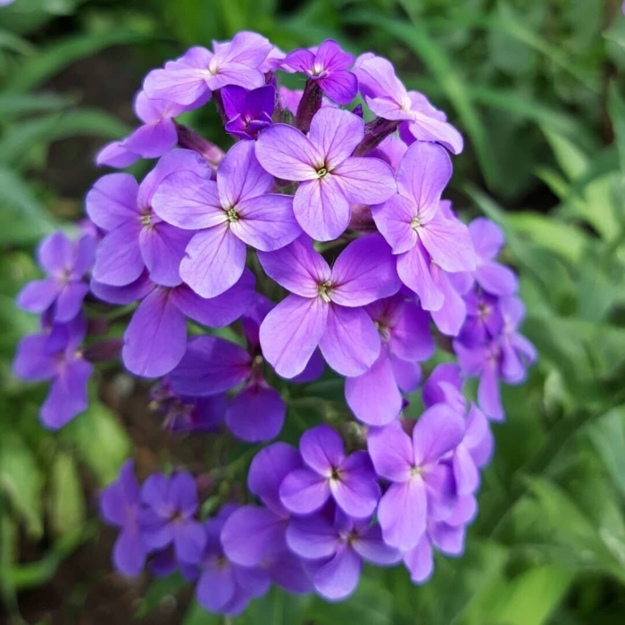 Хесперис вечерница  ночная фиалка