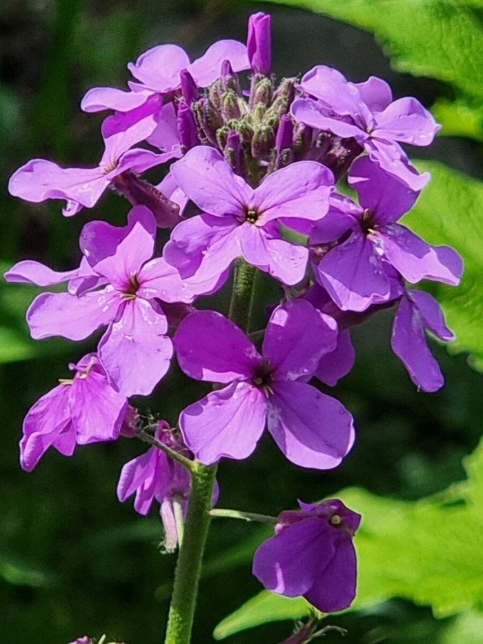 Виола ночная фиалка