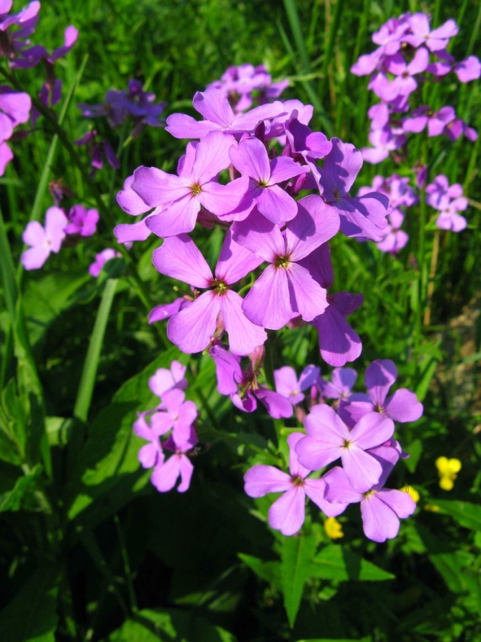 Вечерница ночная фиалка растение