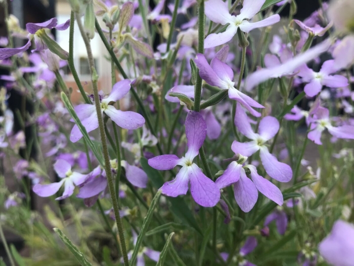 Маттиола ночная фиалка