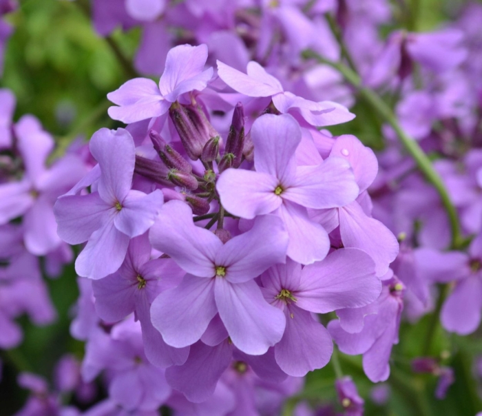 Цветок вечерница матроны