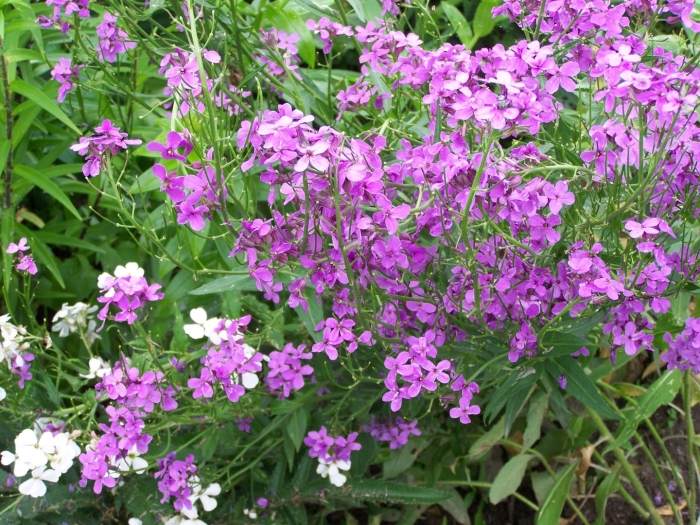 Цветы вечерница матроны малиновая