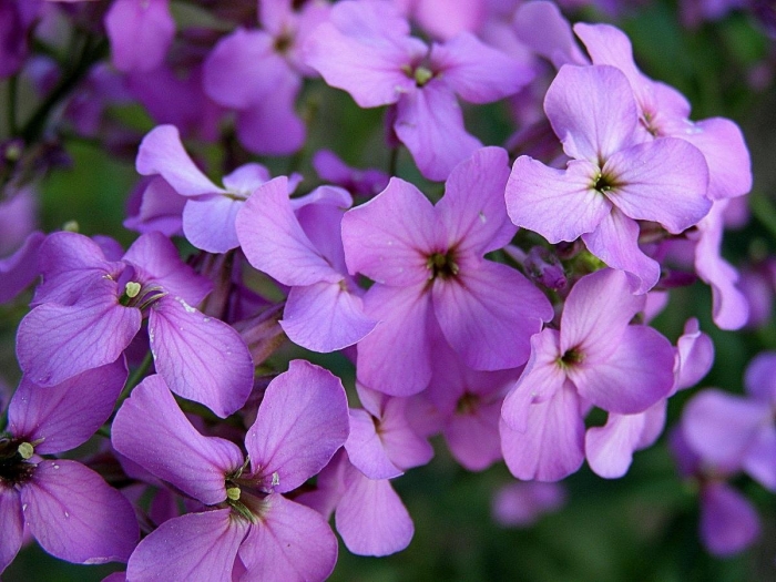 Хесперис вечерница матроны
