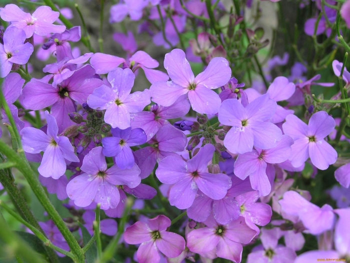 Ночные фиалки цветы