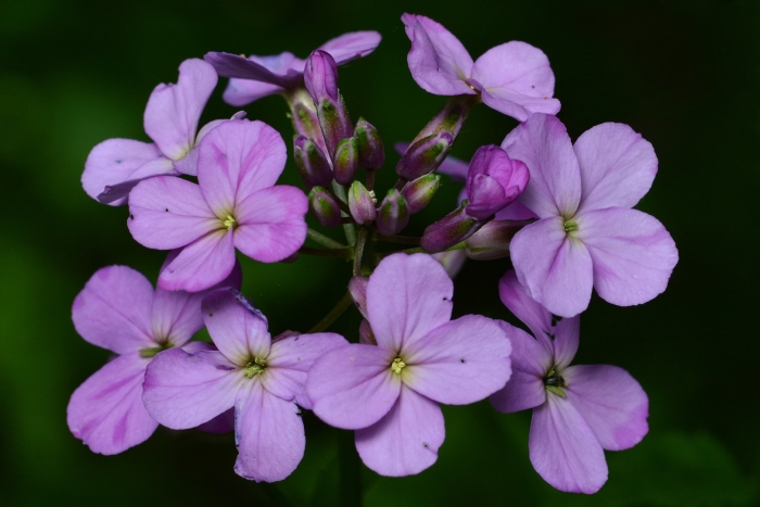 Hesperis matronalis