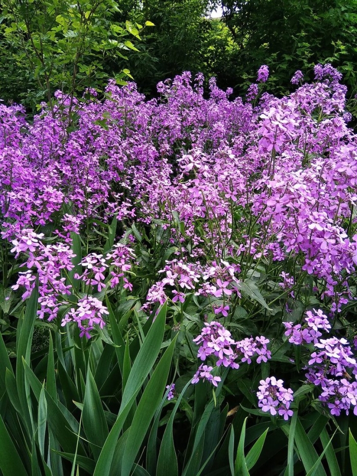 Хесперис вечерница матроны