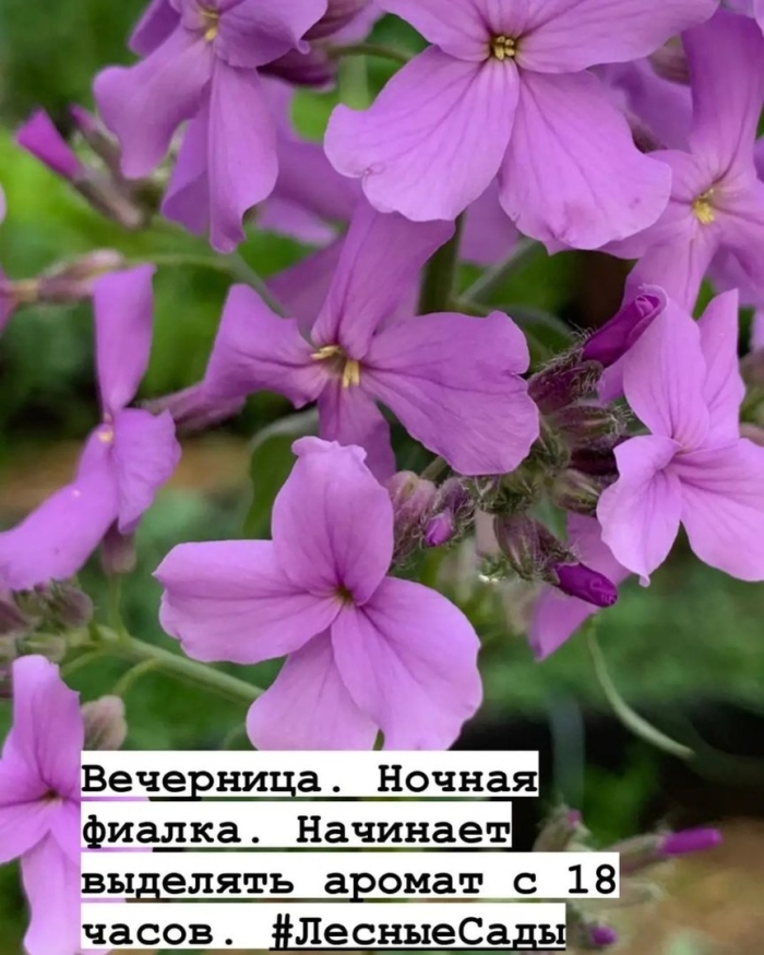 Цветы вечерница матроны ночная фиалка
