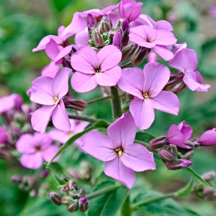 Хесперис вечерница матроны