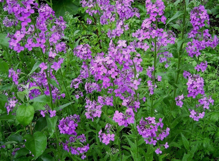 Хесперис вечерница матроны