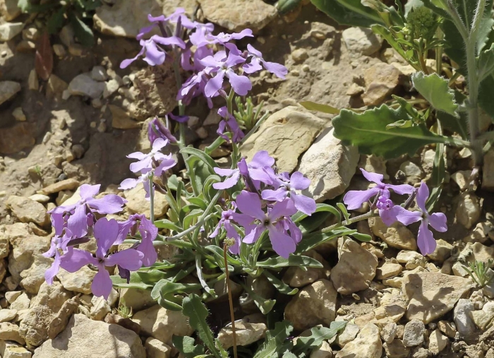 Маттиола incana