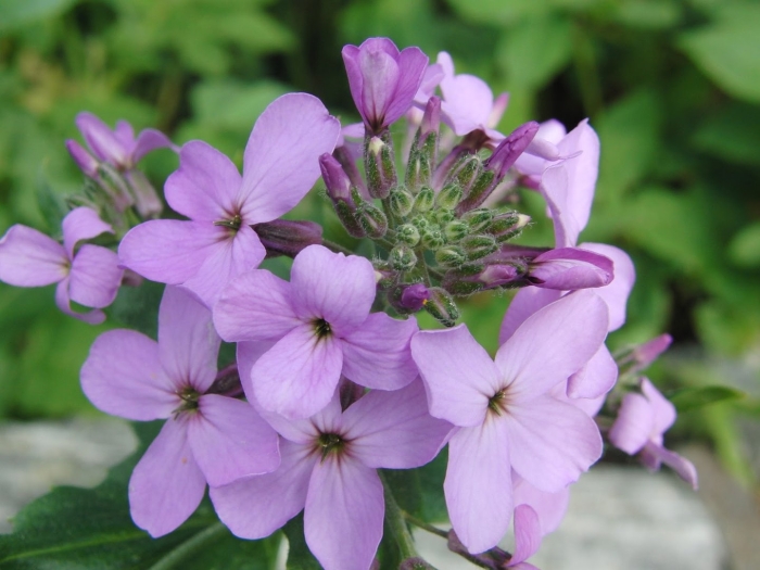 Вечерница матроны