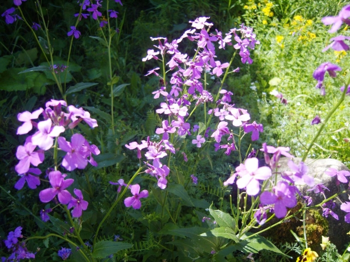 Хесперис вечерница матроны