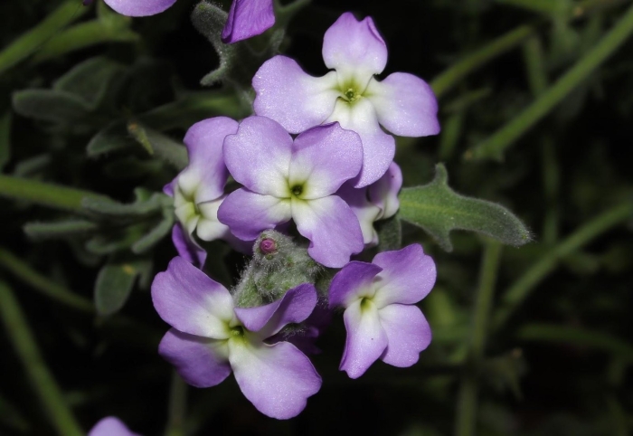 Маттиола двурогая ночная фиалка