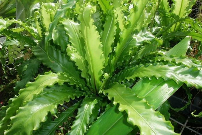 Папоротник асплениум осака