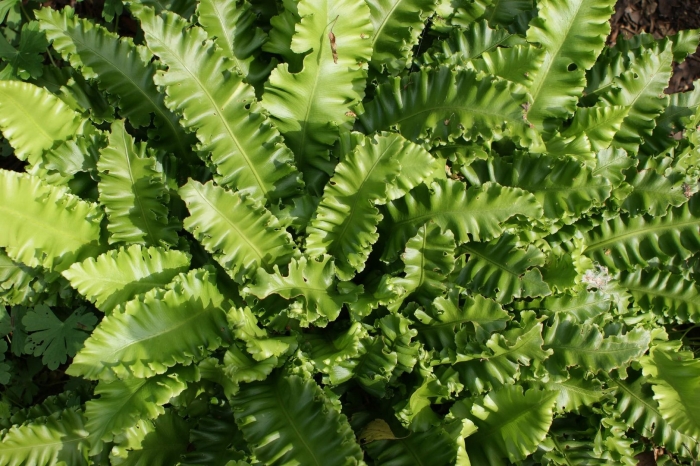 Асплениум сколопендровый asplenium